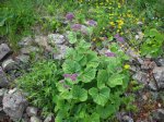 Valeriana